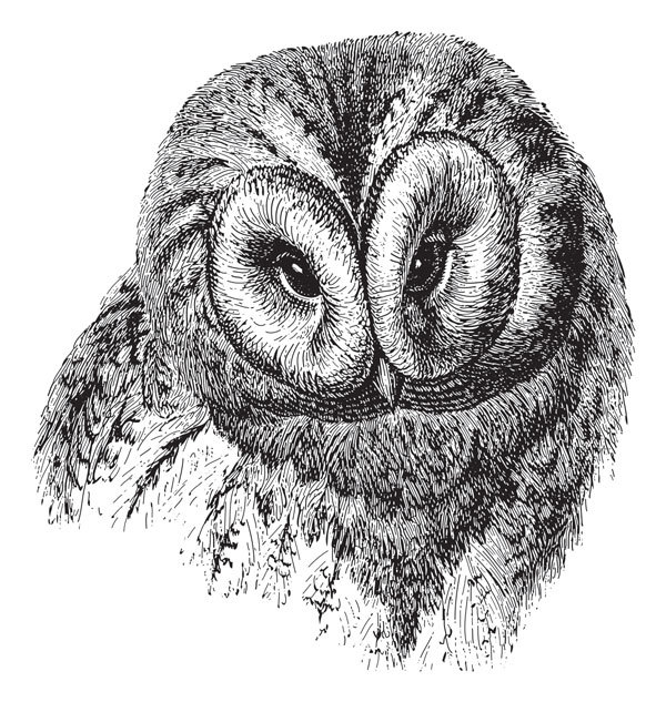 Owl 1