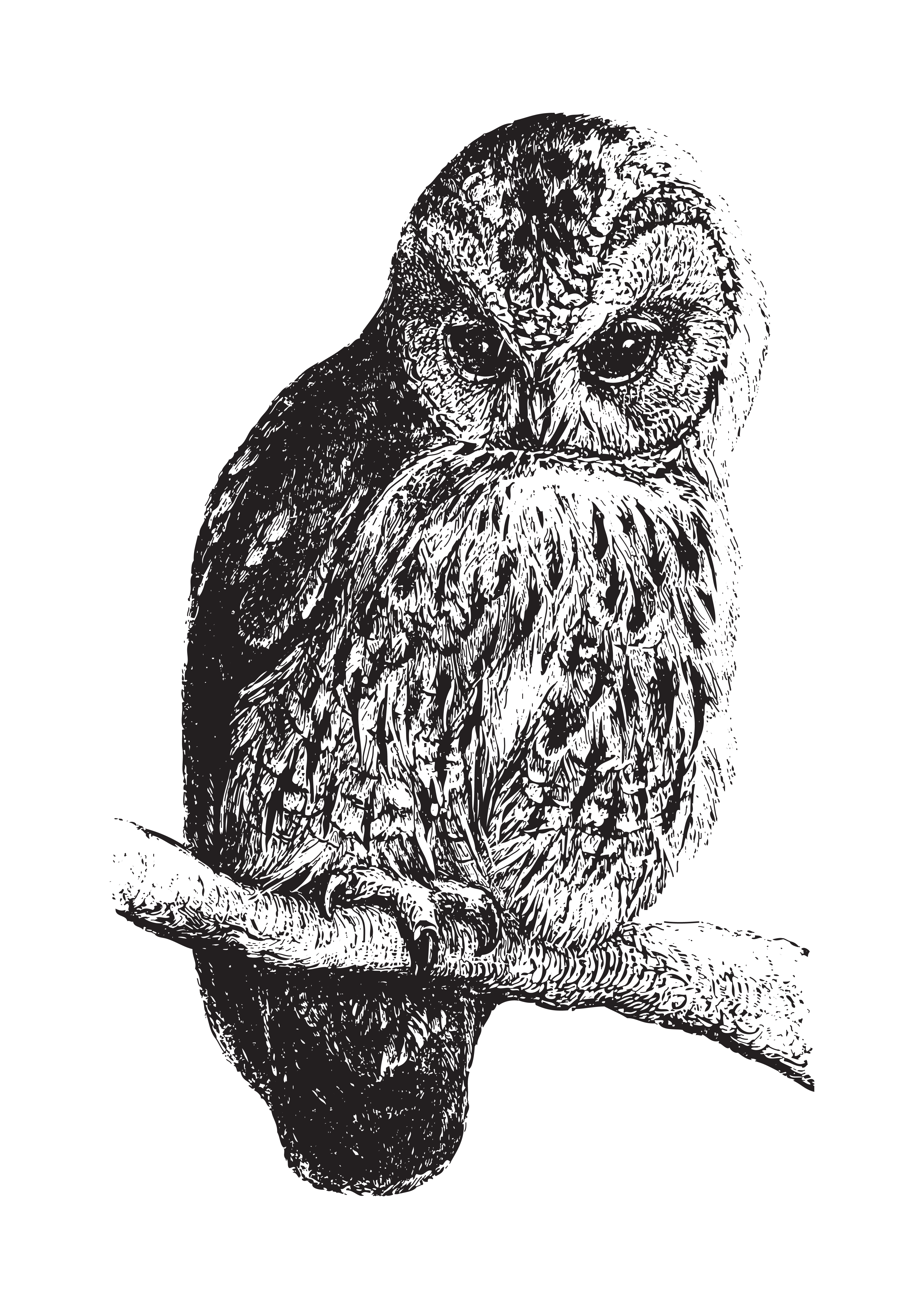 Owl 2