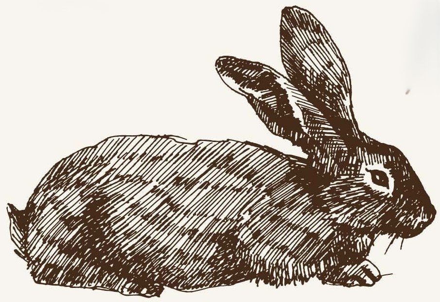 Rabbit