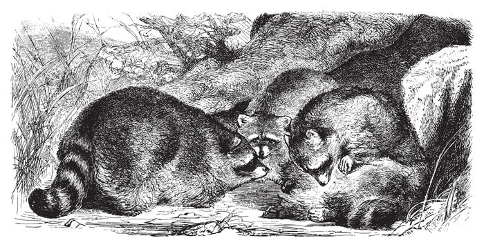 Raccoon
