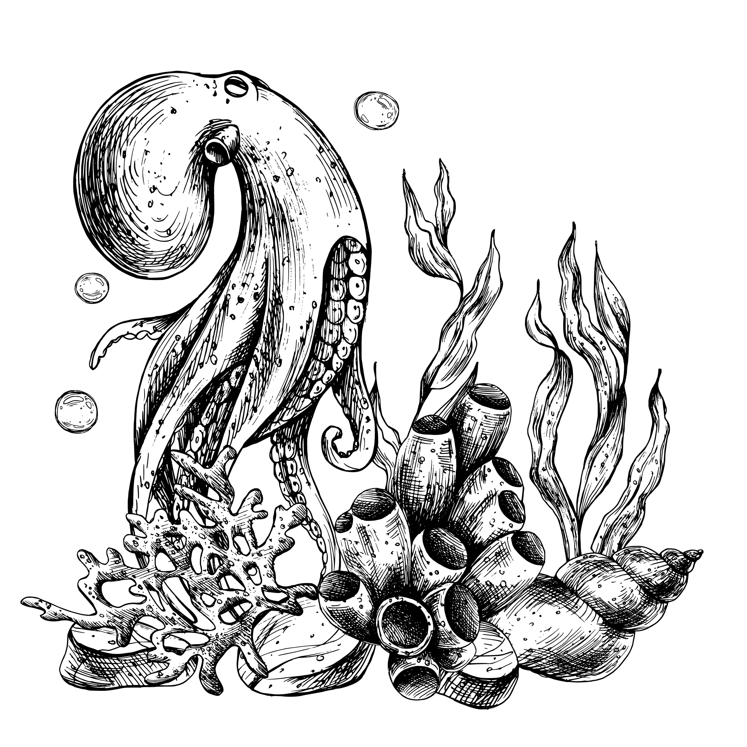 Sealife Octopus