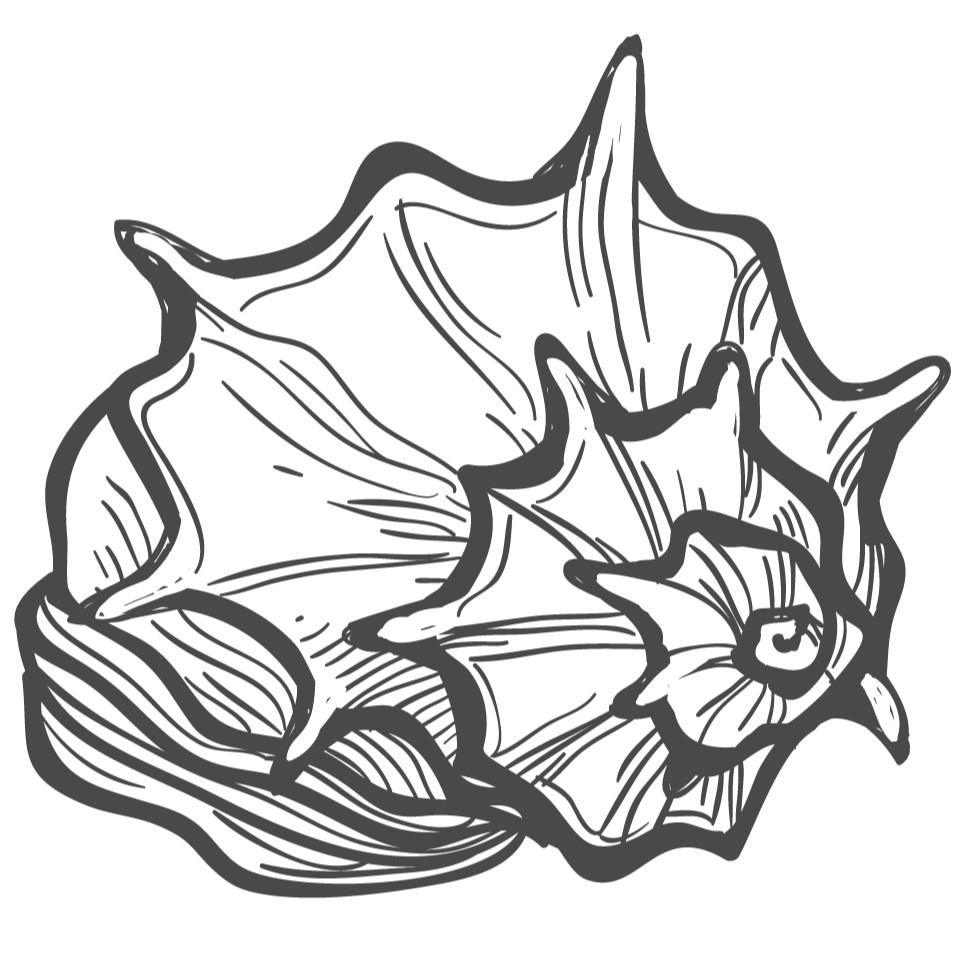 Seashell 1