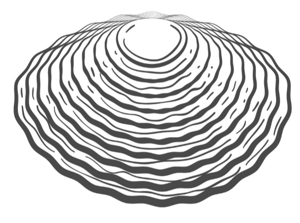 Seashell 10