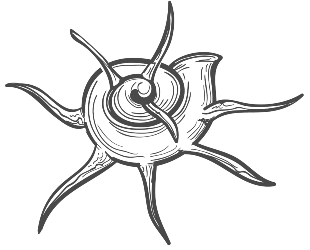 Seashell 11