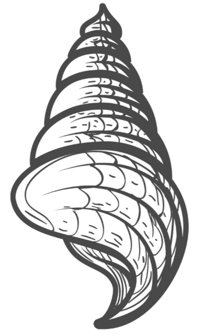 Seashell 12