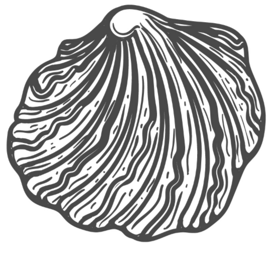 Seashell 13