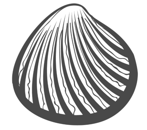 Seashell 14