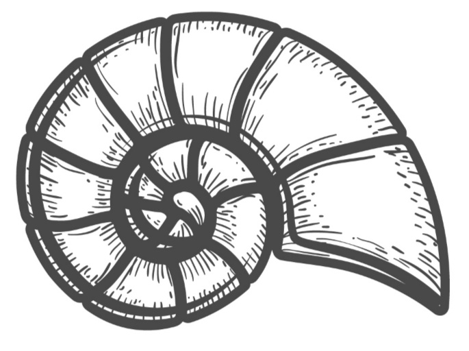 Seashell 16