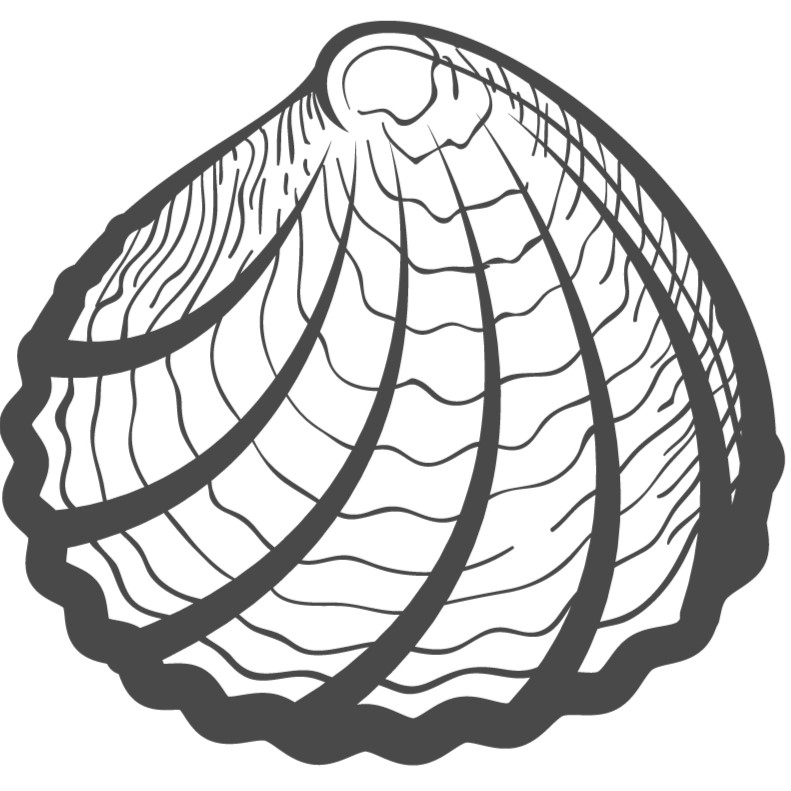Seashell 2