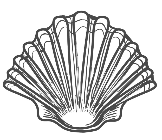 Seashell 3