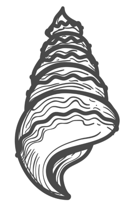 Seashell 6