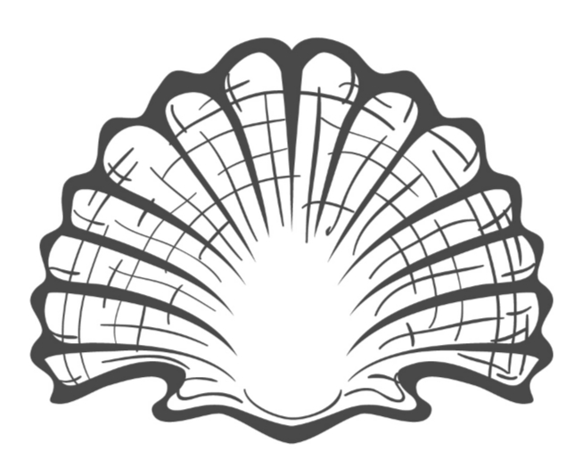 Seashell 7