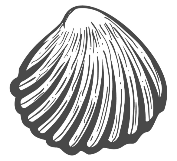 Seashell 8