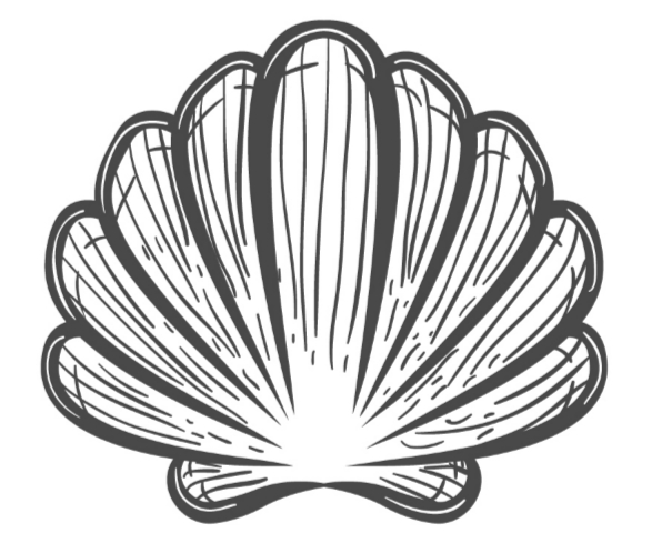 Seashell 9