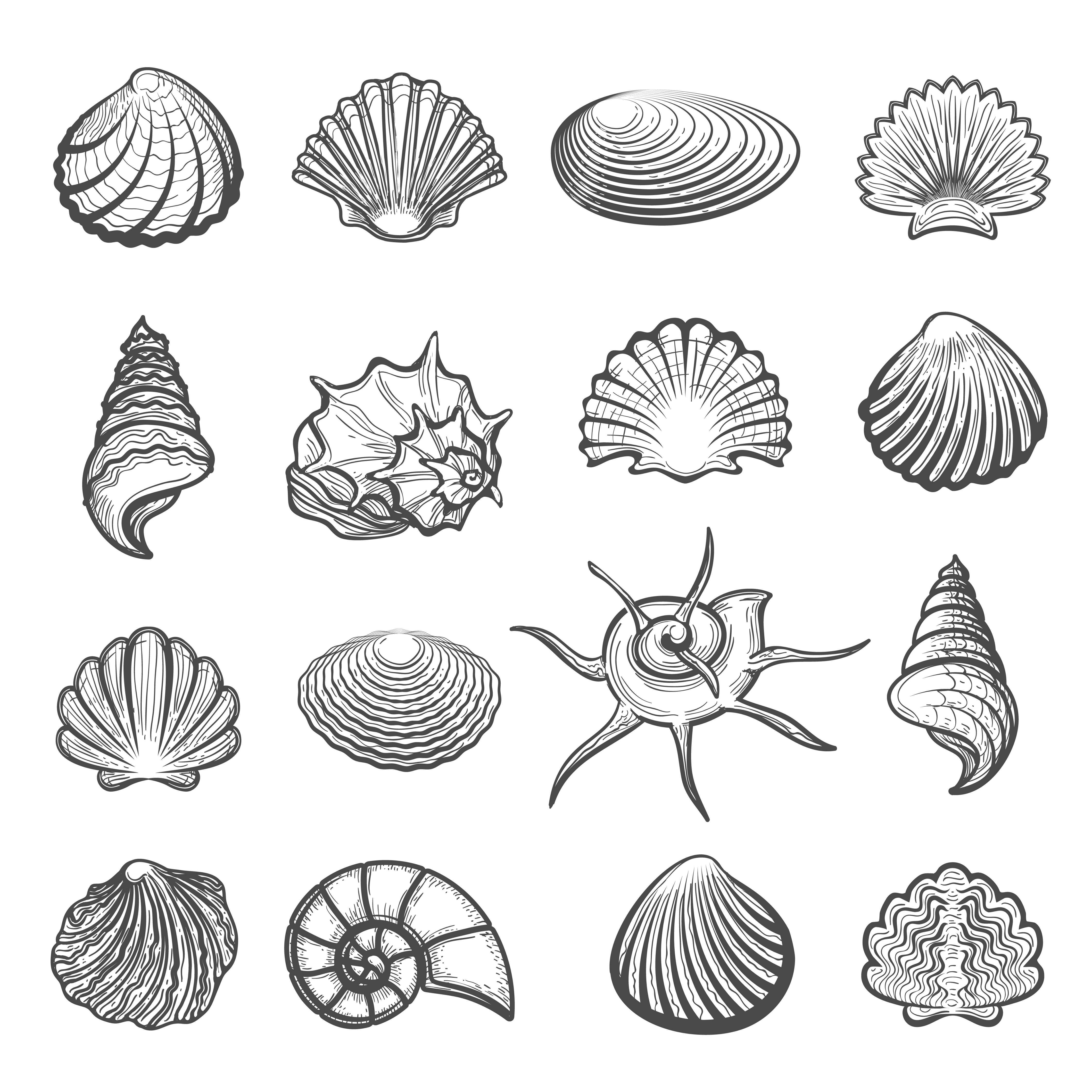 Seashells