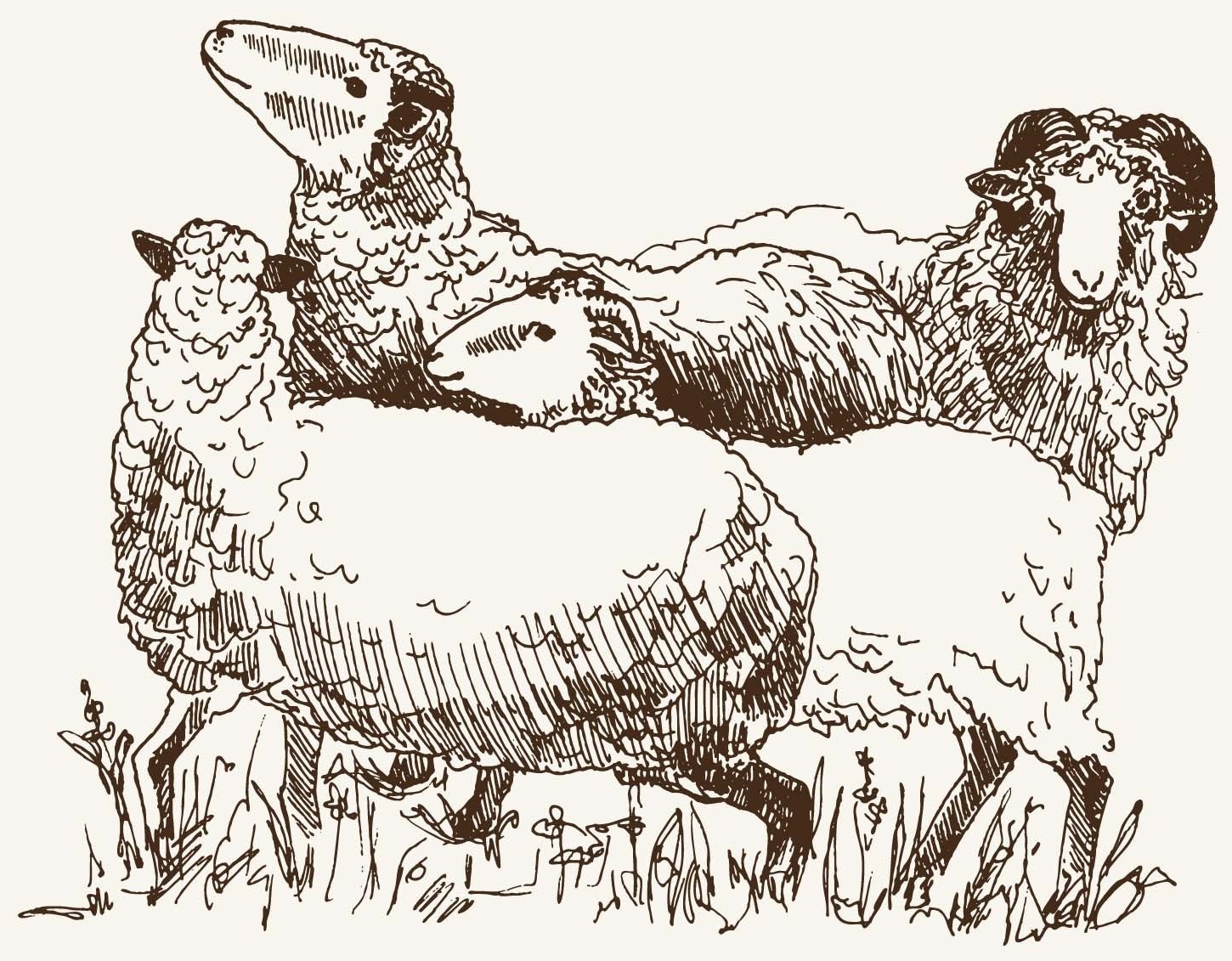 Sheep 1