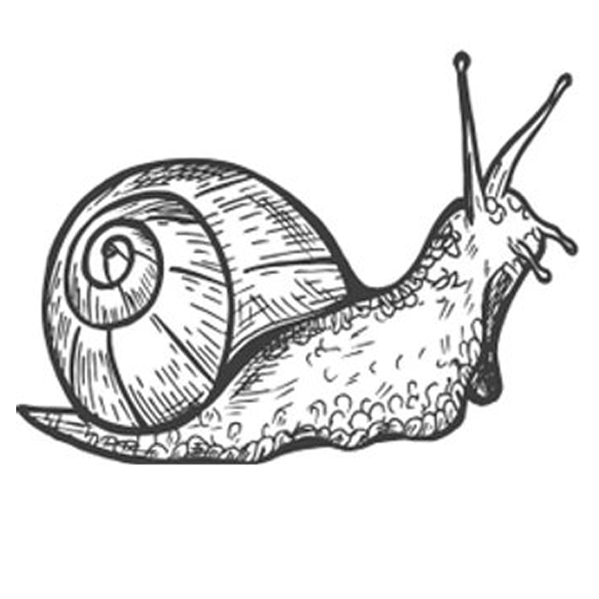 Snail 1