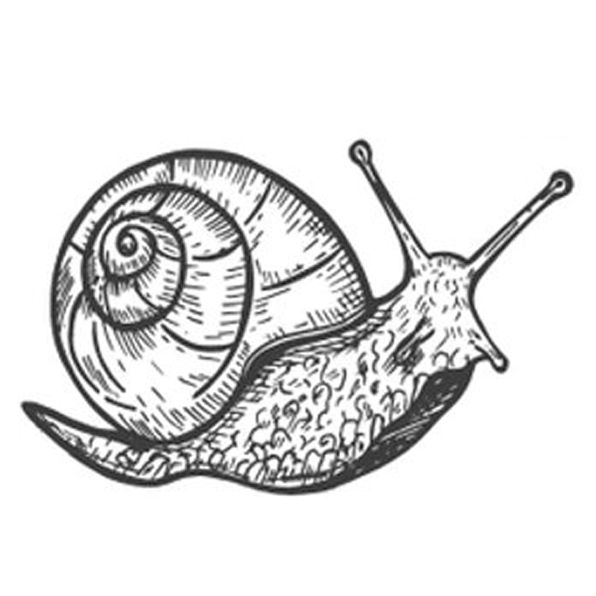 Snail 2