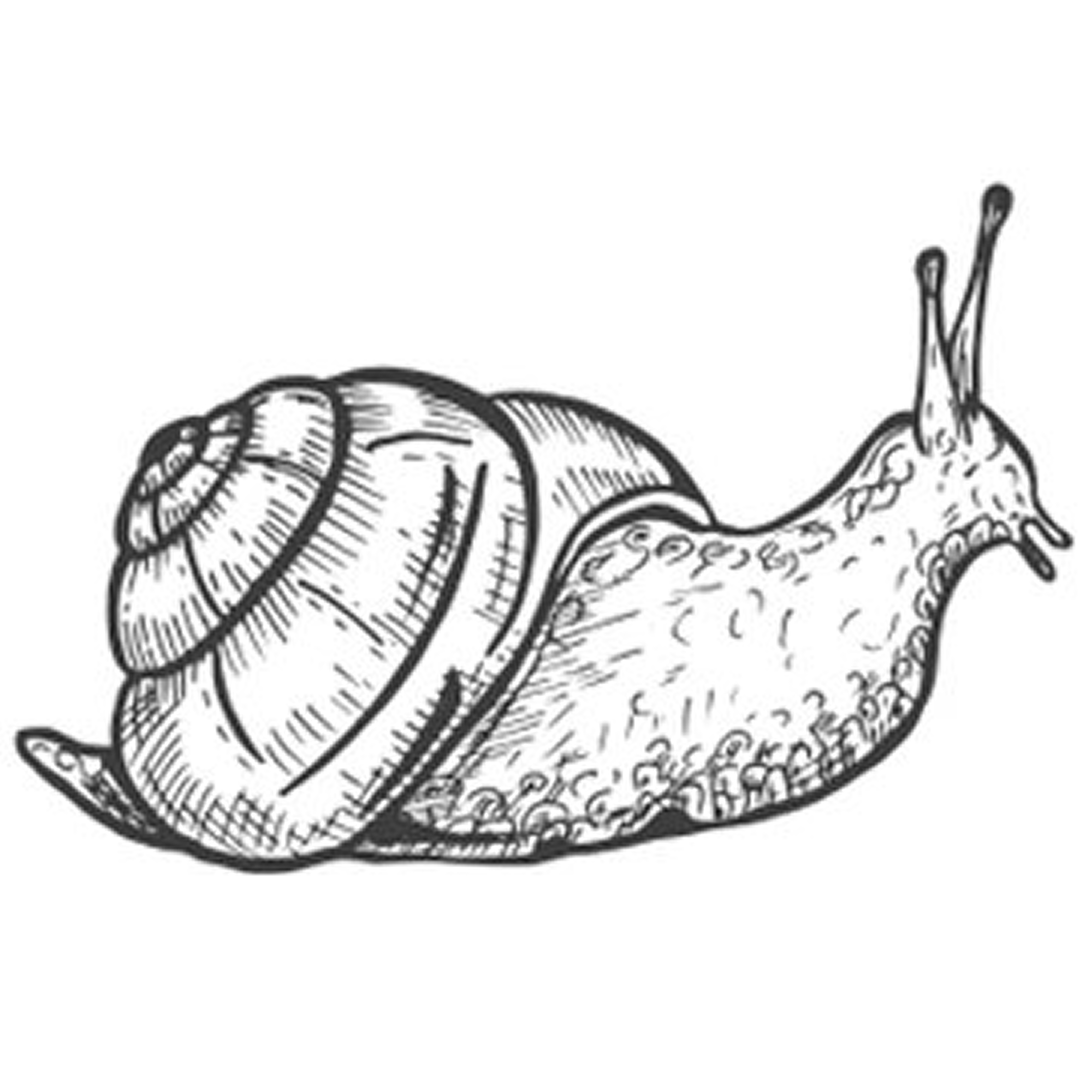 Snail 3