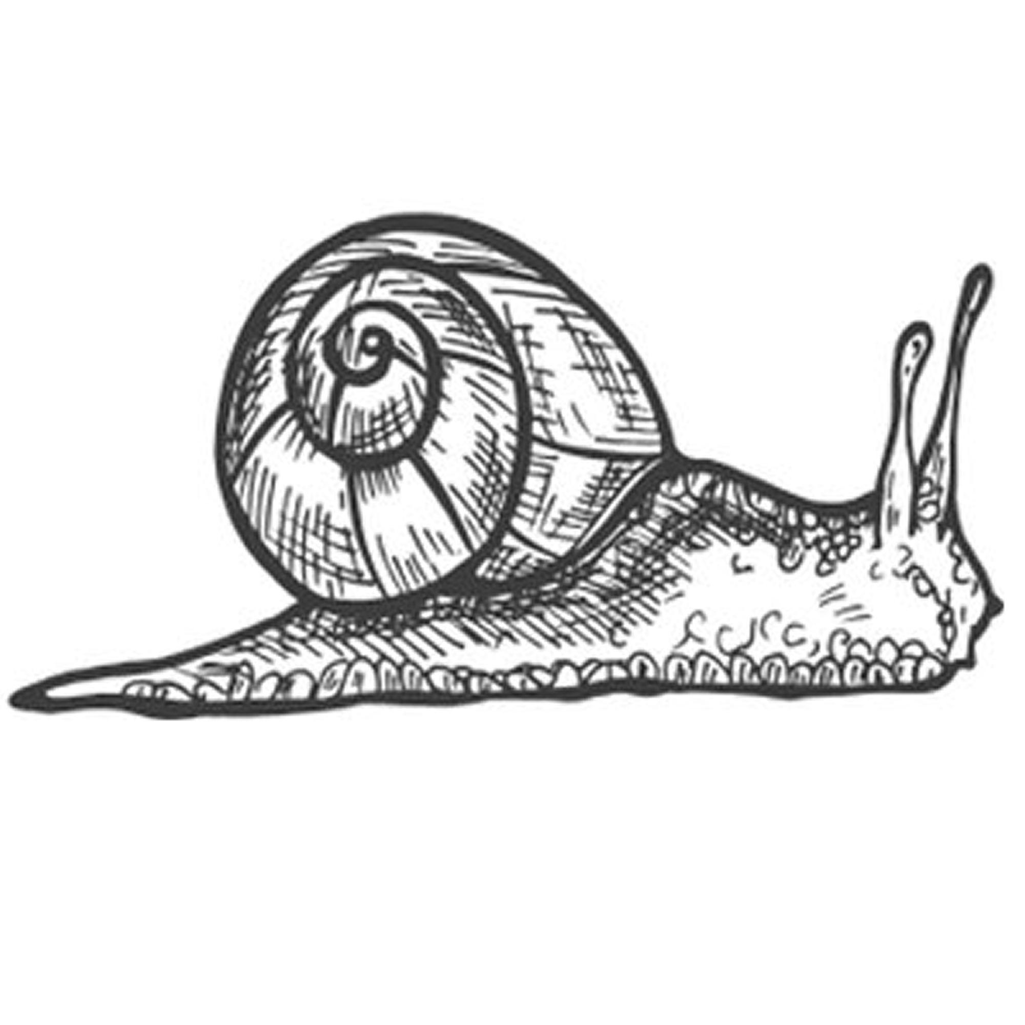 Snail 4