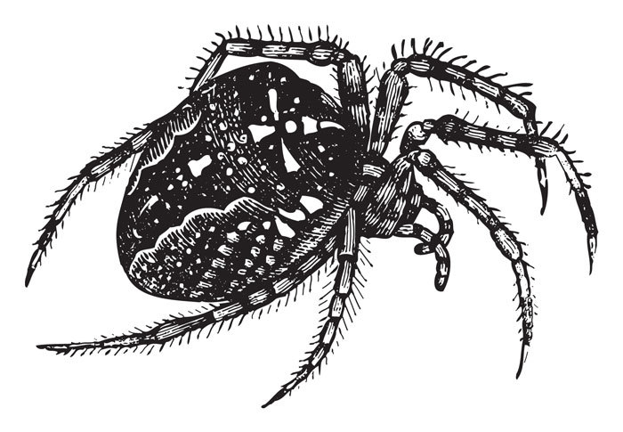 Spider