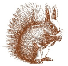 Squirrel 1