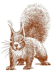 Squirrel 2