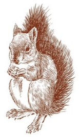 Squirrel 3