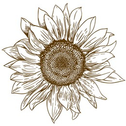 Sunflower 1