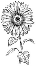 Sunflower 2