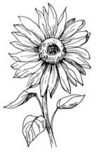 Sunflower 3
