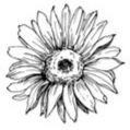 Sunflower 4