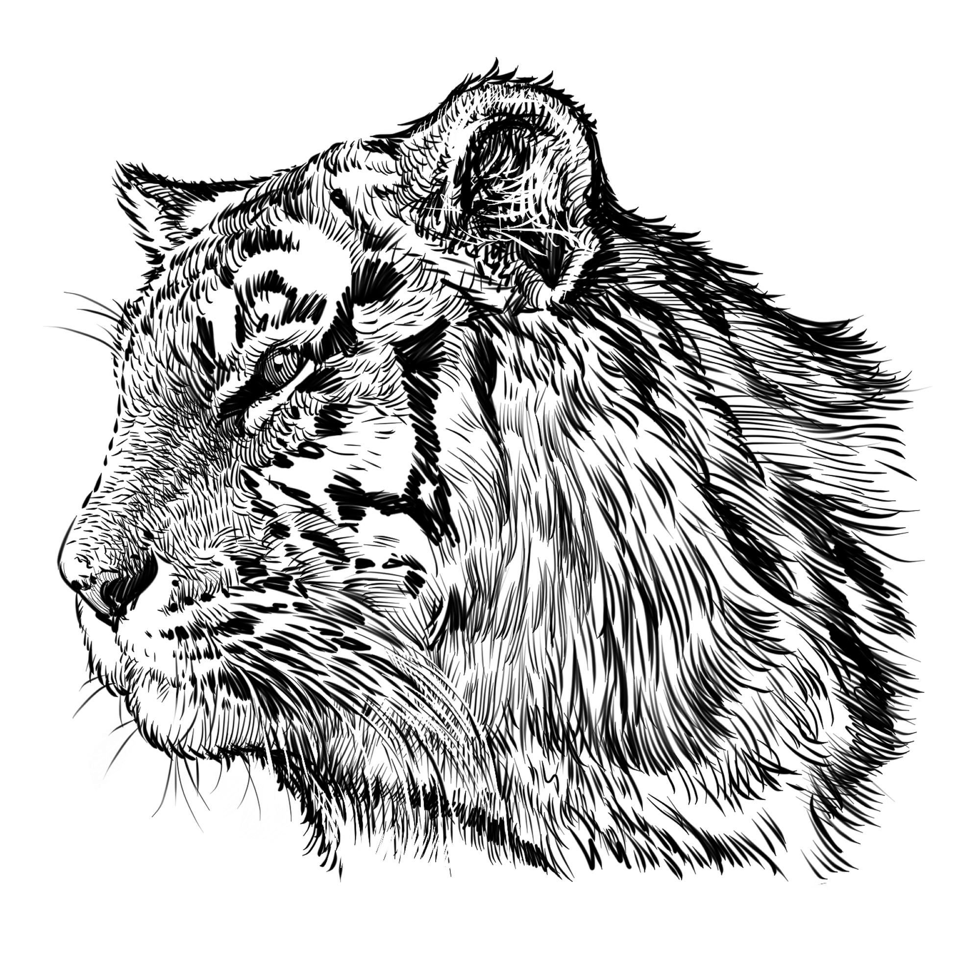 Tiger 1