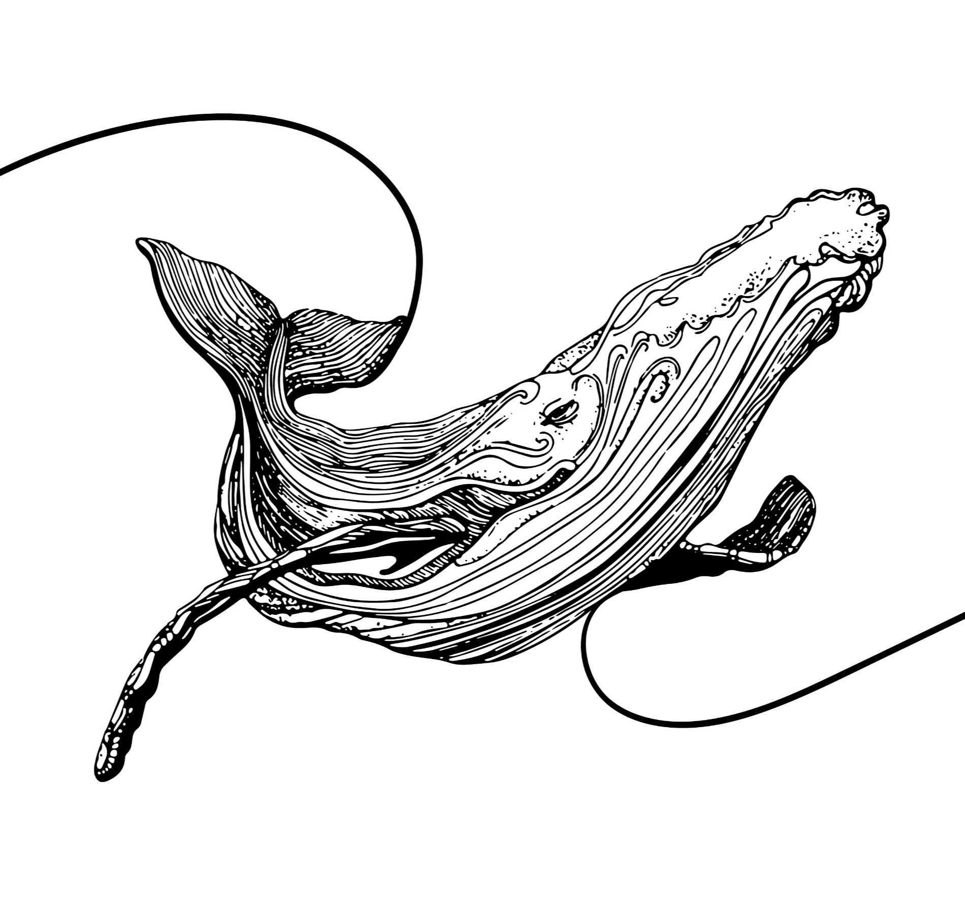 Whale 2